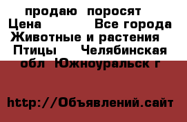 продаю  поросят  › Цена ­ 1 000 - Все города Животные и растения » Птицы   . Челябинская обл.,Южноуральск г.